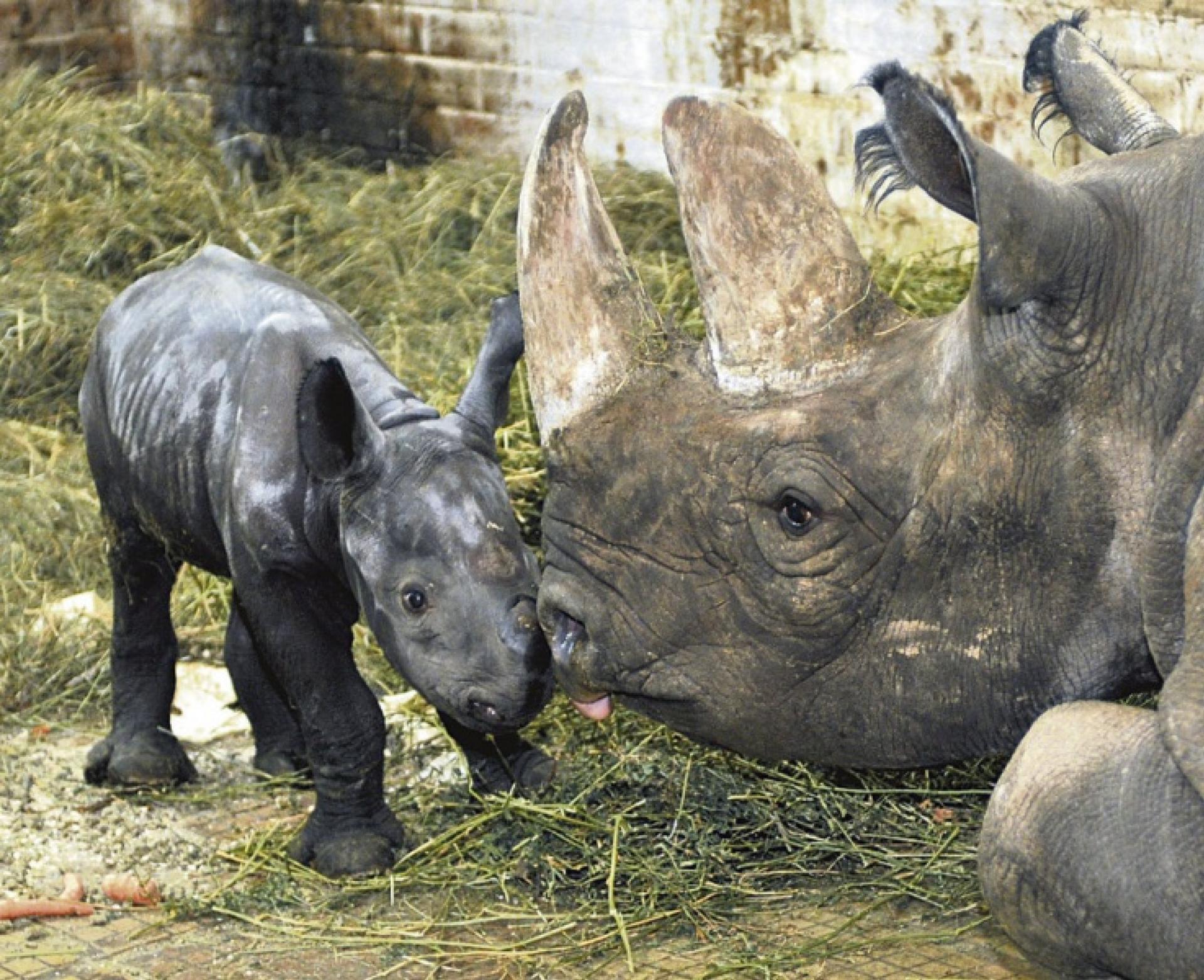 zoo safari hradec kralove